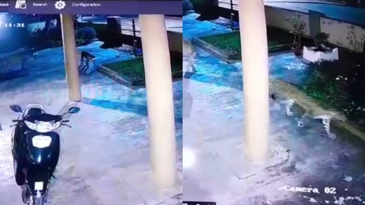 ഒന്നല്ല, രണ്ട്! ബെംഗളൂരു നഗരത്തിൽ പുലികൾ, അതീവ ജാഗ്രത പാലിക്കാൻ നിർദേശം ഒന്നല്ല, രണ്ട്! ബെംഗളൂരു നഗരത്തിൽ പുലികൾ, അതീവ ജാഗ്രത പാലിക്കാൻ നിർദേശം