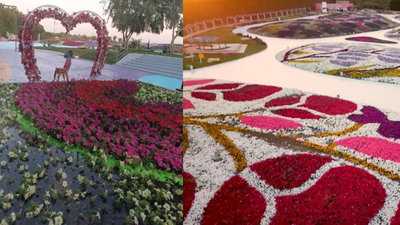 സൗദിയിൽ 15 ാമത് യാംബു പുഷ്പമേളക്ക് വർണാഭമായ തുടക്കം സൗദിയിൽ 15 ാമത് യാംബു പുഷ്പമേളക്ക് വർണാഭമായ തുടക്കം