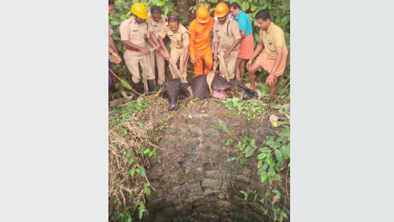 തൊടുപുഴയിൽ പഞ്ചായത്ത് കിണറ്റില് കുടുങ്ങി പോത്ത്, അഗ്നിരക്ഷാ സേനയെത്തി രക്ഷിച്ചു തൊടുപുഴയിൽ പഞ്ചായത്ത് കിണറ്റില് കുടുങ്ങി പോത്ത്, അഗ്നിരക്ഷാ സേനയെത്തി രക്ഷിച്ചു