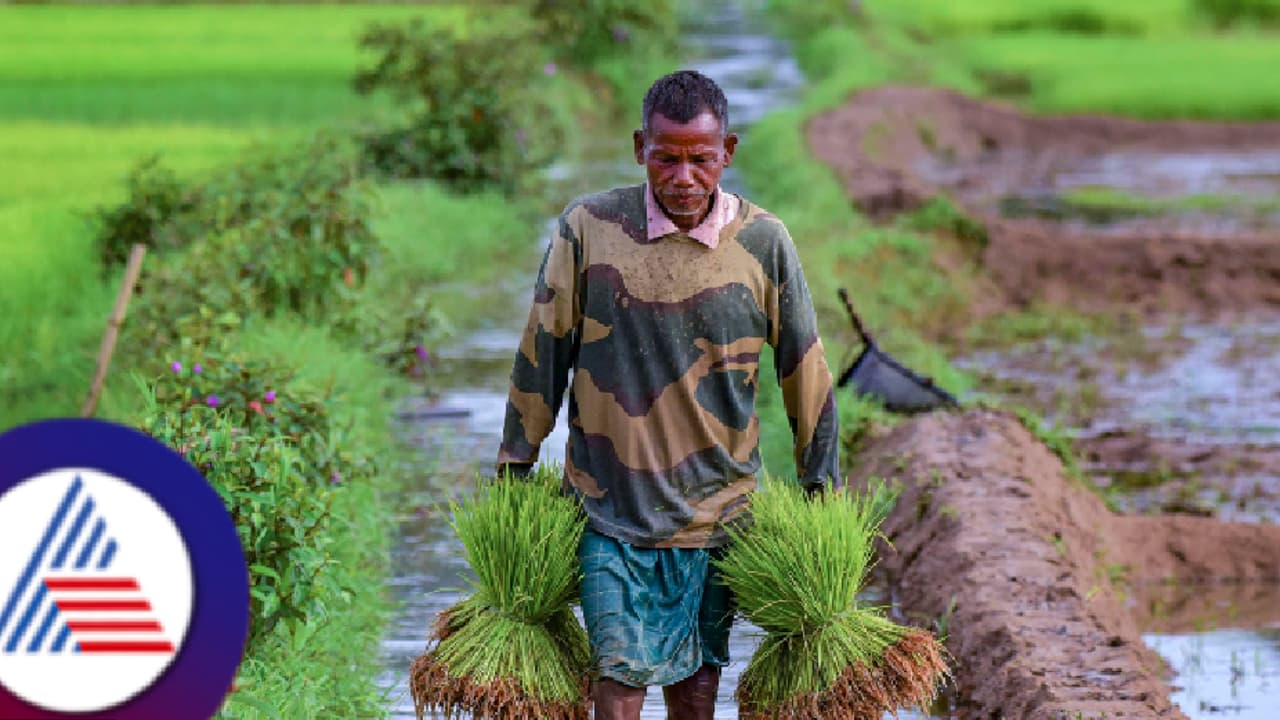 ಕೇಂದ್ರ ಸರ್ಕಾರದಿಂದ ರೈತರಿಗೆ ಬಂಪರ್ ಕೊಡುಗೆ; ಕೇವಲ ₹265.ಗೆ ಸಿಗಲಿದೆ ಒಂದು ಚೀಲ ಯೂರಿಯಾ!