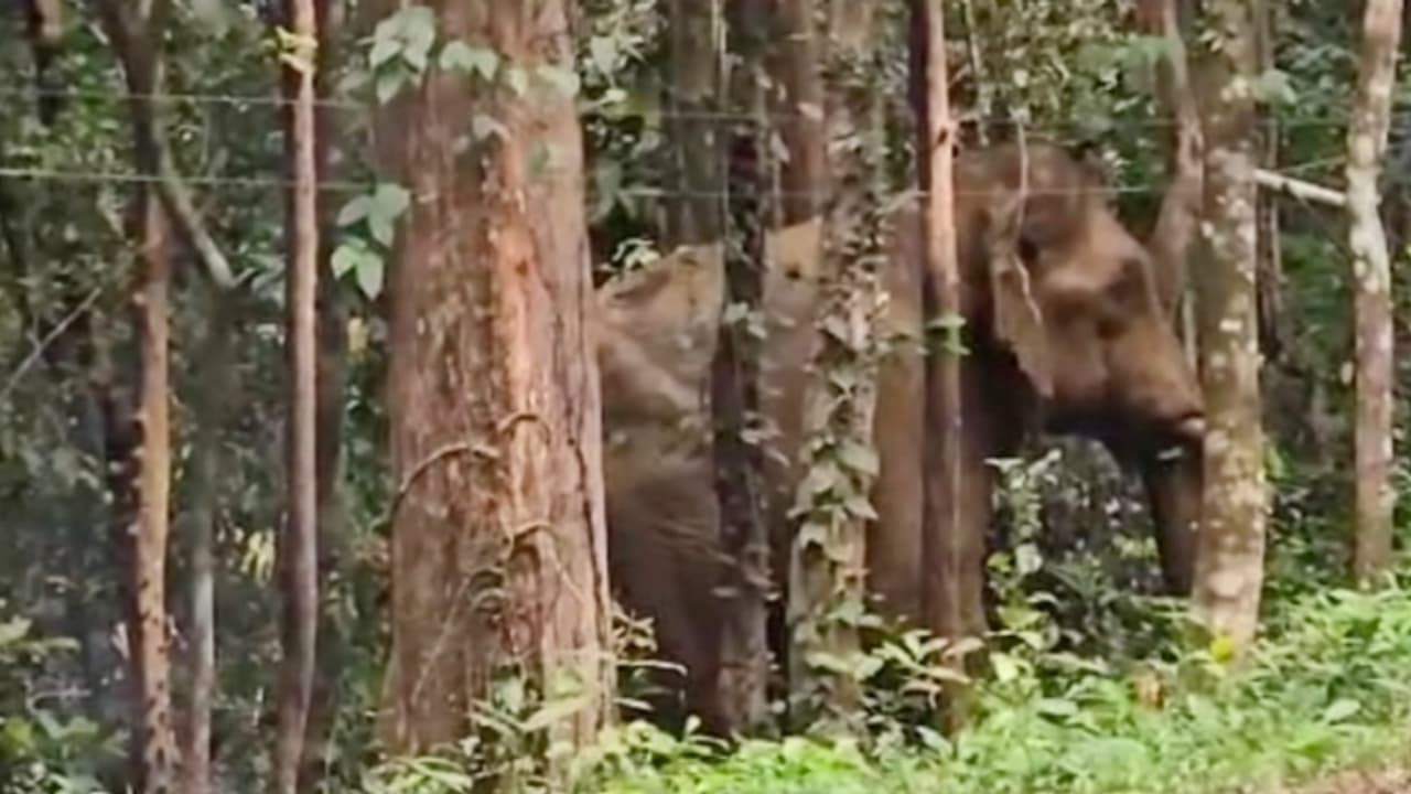 കോതമംഗലത്ത് കാട്ടാന ആക്രമണം, കാട്ടാന പാഞ്ഞടുത്തപ്പോൾ കൂട്ടിക്കൽ സ്വദേശിനി ഓടി രക്ഷപ്പെട്ടു, പശുവിനെ കുത്തി കോതമംഗലത്ത് കാട്ടാന ആക്രമണം, കാട്ടാന പാഞ്ഞടുത്തപ്പോൾ കൂട്ടിക്കൽ സ്വദേശിനി ഓടി രക്ഷപ്പെട്ടു, പശുവിനെ കുത്തി