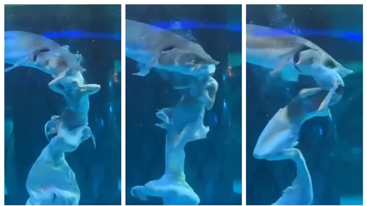 അക്വേറിയത്തിലെ 'മത്സ്യകന്യക'യുടെ തലയില് കടിച്ച് സ്രാവ്, അത്ഭുതകരമായ രക്ഷപ്പെടല്; വീഡിയോ വൈറല് അക്വേറിയത്തിലെ 'മത്സ്യകന്യക'യുടെ തലയില് കടിച്ച് സ്രാവ്, അത്ഭുതകരമായ രക്ഷപ്പെടല്; വീഡിയോ വൈറല്