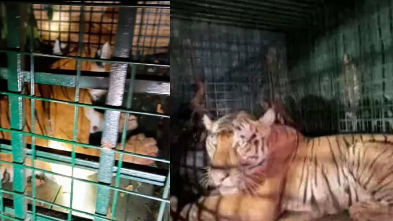 വയനാട്ടിൽ ജനങ്ങളെയും വനം വകുപ്പിനെയും വട്ടം ചുറ്റിച്ച പെൺകടുവ തിരുവനന്തപുരത്തേക്ക്, മൃഗശാലയിൽ പുനരധിവാസം വയനാട്ടിൽ ജനങ്ങളെയും വനം വകുപ്പിനെയും വട്ടം ചുറ്റിച്ച പെൺകടുവ തിരുവനന്തപുരത്തേക്ക്, മൃഗശാലയിൽ പുനരധിവാസം