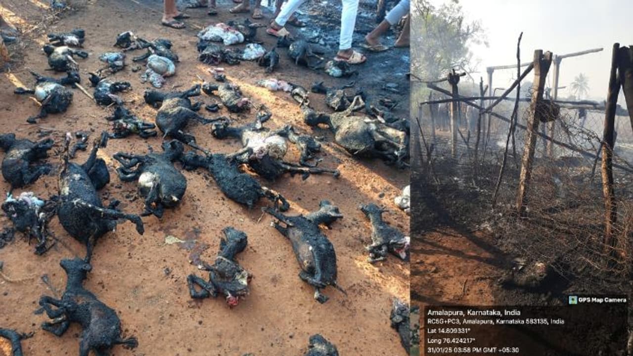 ಬಳ್ಳಾರಿಯಲ್ಲಿ ಕುರಿ ಹಟ್ಟಿಗೆ ಬೆಂಕಿ: ಸುಟ್ಟು ಕರಕಲಾಗಿ ಬಿದ್ದ 40 ಕುರಿಗಳು ಬಳ್ಳಾರಿಯಲ್ಲಿ ಕುರಿ ಹಟ್ಟಿಗೆ ಬೆಂಕಿ: ಸುಟ್ಟು ಕರಕಲಾಗಿ ಬಿದ್ದ 40 ಕುರಿಗಳು