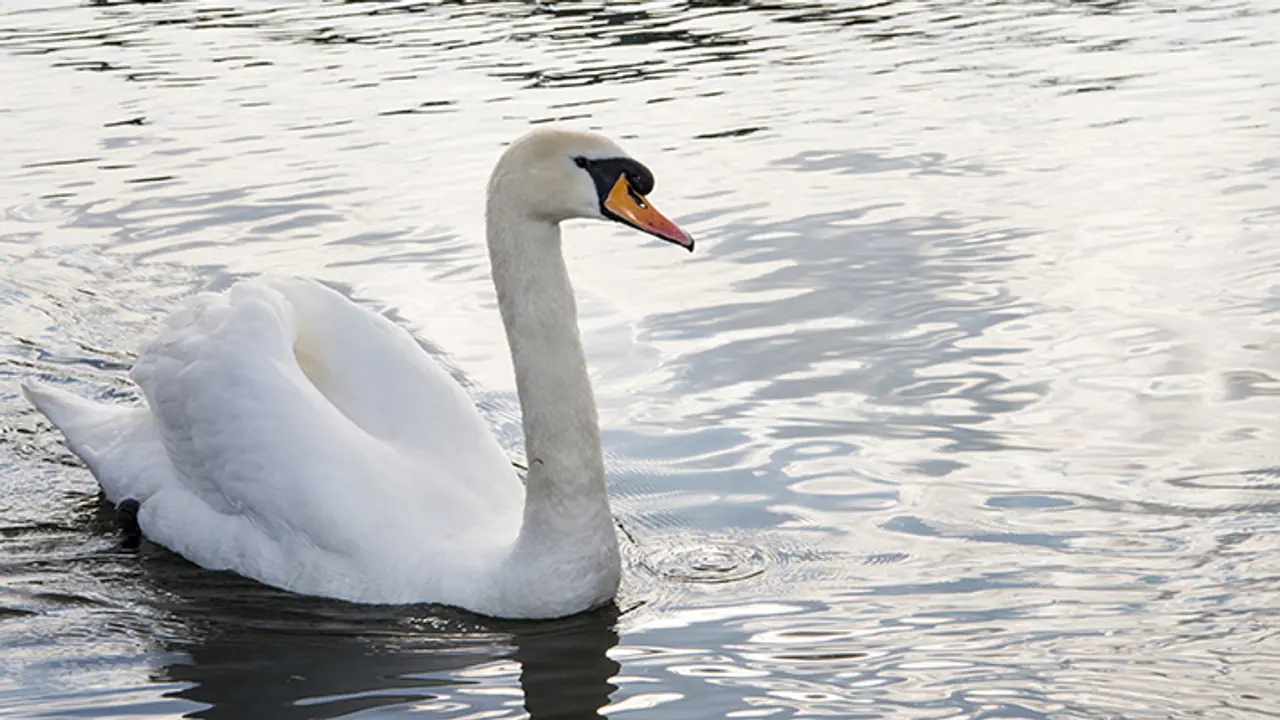  Basant Panchami 2025: Why the swan is goddess Saraswati's sacred vehicle?