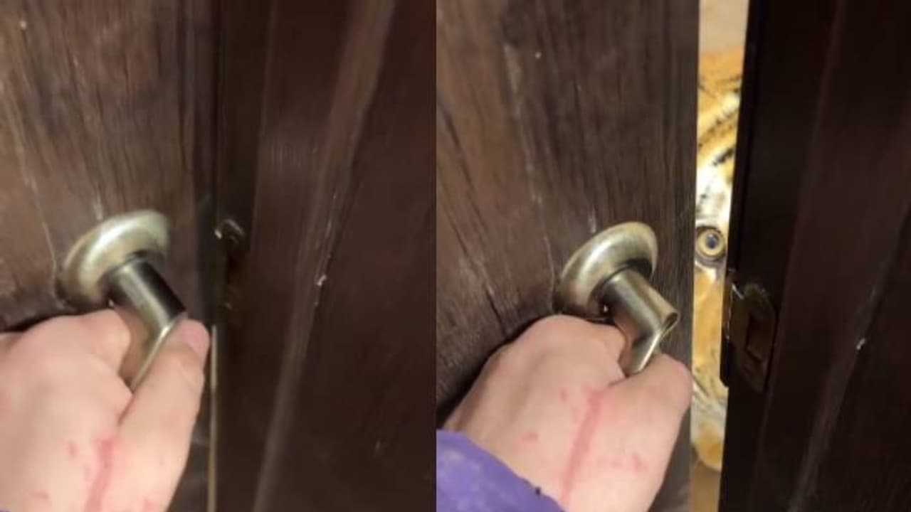 ಮನೆಯ ಬಾಗಿಲು ತೆಗೆದರೆ ಗಂಡನ ಬದಲು ಹುಲಿ ಪ್ರತ್ಯಕ್ಷ; ಪರಮೇಶ್ವರನ ಪಾದ ಸೇರಿದನಾ ಪತಿರಾಯ! ಮನೆಯ ಬಾಗಿಲು ತೆಗೆದರೆ ಗಂಡನ ಬದಲು ಹುಲಿ ಪ್ರತ್ಯಕ್ಷ; ಪರಮೇಶ್ವರನ ಪಾದ ಸೇರಿದನಾ ಪತಿರಾಯ!