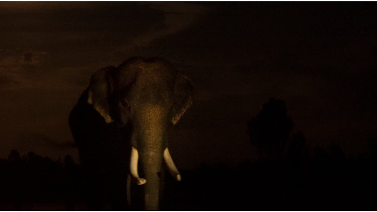 രാത്രിയിൽ വലിയ ശബ്ദം, വീട്ടുകാ‍ർ നോക്കിയപ്പോൾ ജനൽ തക‍ർക്കുന്ന കാട്ടാന; കുടുംബം രക്ഷപ്പെട്ടത് തലനാരിഴയ്ക്ക്