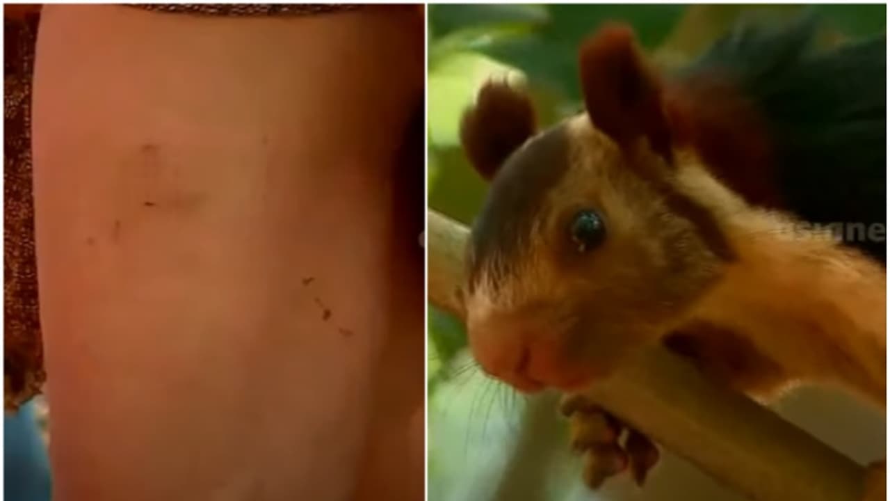 രക്ഷയില്ല, പുറത്തിറങ്ങിയാൽ അപ്പോൾ കിട്ടും കടി; നാട്ടുകാരുടെ ഉറക്കം കെടുത്തി ഓടിനടന്ന് കടിക്കുന്ന മലയണ്ണാൻ രക്ഷയില്ല, പുറത്തിറങ്ങിയാൽ അപ്പോൾ കിട്ടും കടി; നാട്ടുകാരുടെ ഉറക്കം കെടുത്തി ഓടിനടന്ന് കടിക്കുന്ന മലയണ്ണാൻ