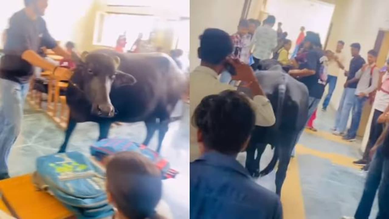 ശിവനേ ഇതേത് ജില്ല? അഡ്‍മിഷനെടുക്കാൻ വന്നതാണോ? കോളേജിൽ എരുമ, 2 കോടി പേർ കണ്ട വീഡിയോ