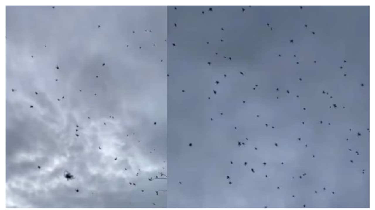 ആകാശത്തുനിന്ന് ചിലന്തികൾ പറന്നിറങ്ങുന്നു, ഒന്നും രണ്ടുമല്ല നിരവധിയെണ്ണം, വൈറലായ വീഡിയോക്ക് പിന്നിലുള്ള കാരണം