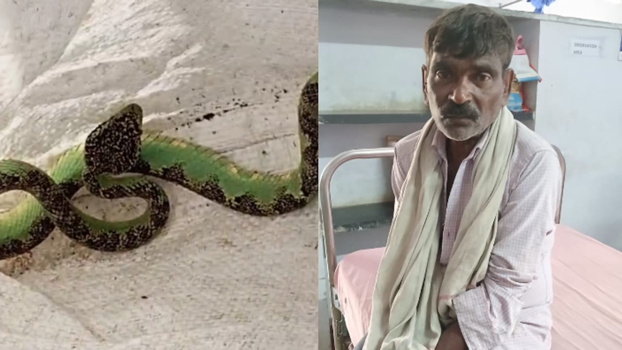 ചികിത്സക്കെത്തിയ ആളുടെ കയ്യില് ചാക്ക്, കടിച്ച പാമ്പിനെയും കൊണ്ട് ആശുപത്രിയിൽ ചികിത്സക്കെത്തി തൊഴിലാളി ചികിത്സക്കെത്തിയ ആളുടെ കയ്യില് ചാക്ക്, കടിച്ച പാമ്പിനെയും കൊണ്ട് ആശുപത്രിയിൽ ചികിത്സക്കെത്തി തൊഴിലാളി