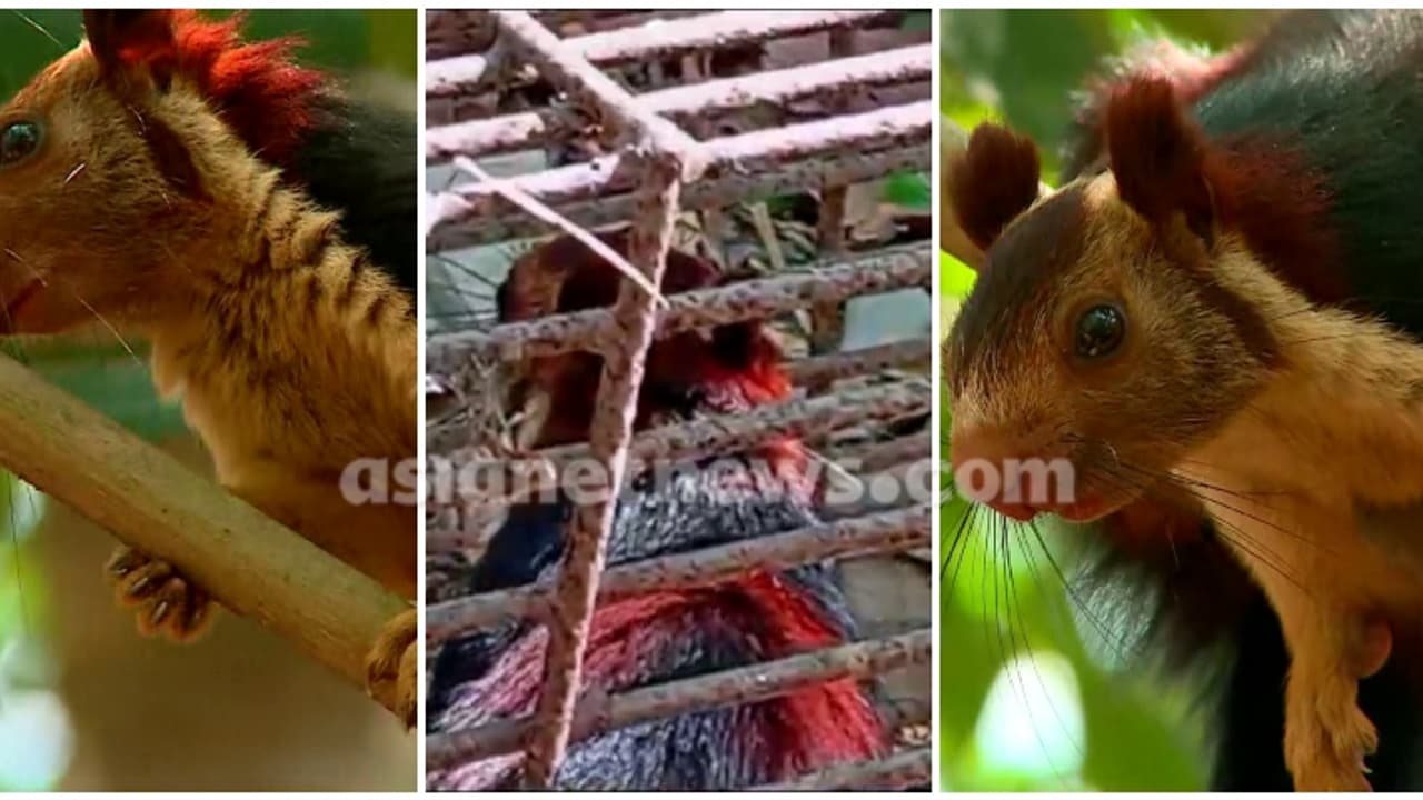 നാട്ടുകാരെ ആകെ ചുറ്റിച്ചവൻ, വളർത്തിയത് വനംവകുപ്പ് ജീവനക്കാർ, പുറത്ത് ചാടിയതോടെ വൻശല്യം,ഒടുവിൽ മലയണ്ണാൻ കൂട്ടിൽ