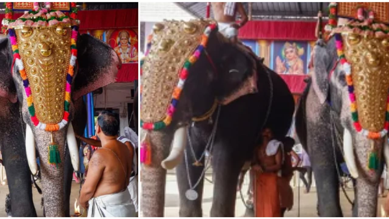 തലപ്പൊക്ക മത്സരം നടത്താനേ പാടില്ല, ഒന്ന് മിനുങ്ങാൻ പാപ്പാൻ 2 അടിച്ചാൽ പിടിവീഴും; ആനയെഴുന്നള്ളിപ്പ് നിർദേശങ്ങൾ തലപ്പൊക്ക മത്സരം നടത്താനേ പാടില്ല, ഒന്ന് മിനുങ്ങാൻ പാപ്പാൻ 2 അടിച്ചാൽ പിടിവീഴും; ആനയെഴുന്നള്ളിപ്പ് നിർദേശങ്ങൾ