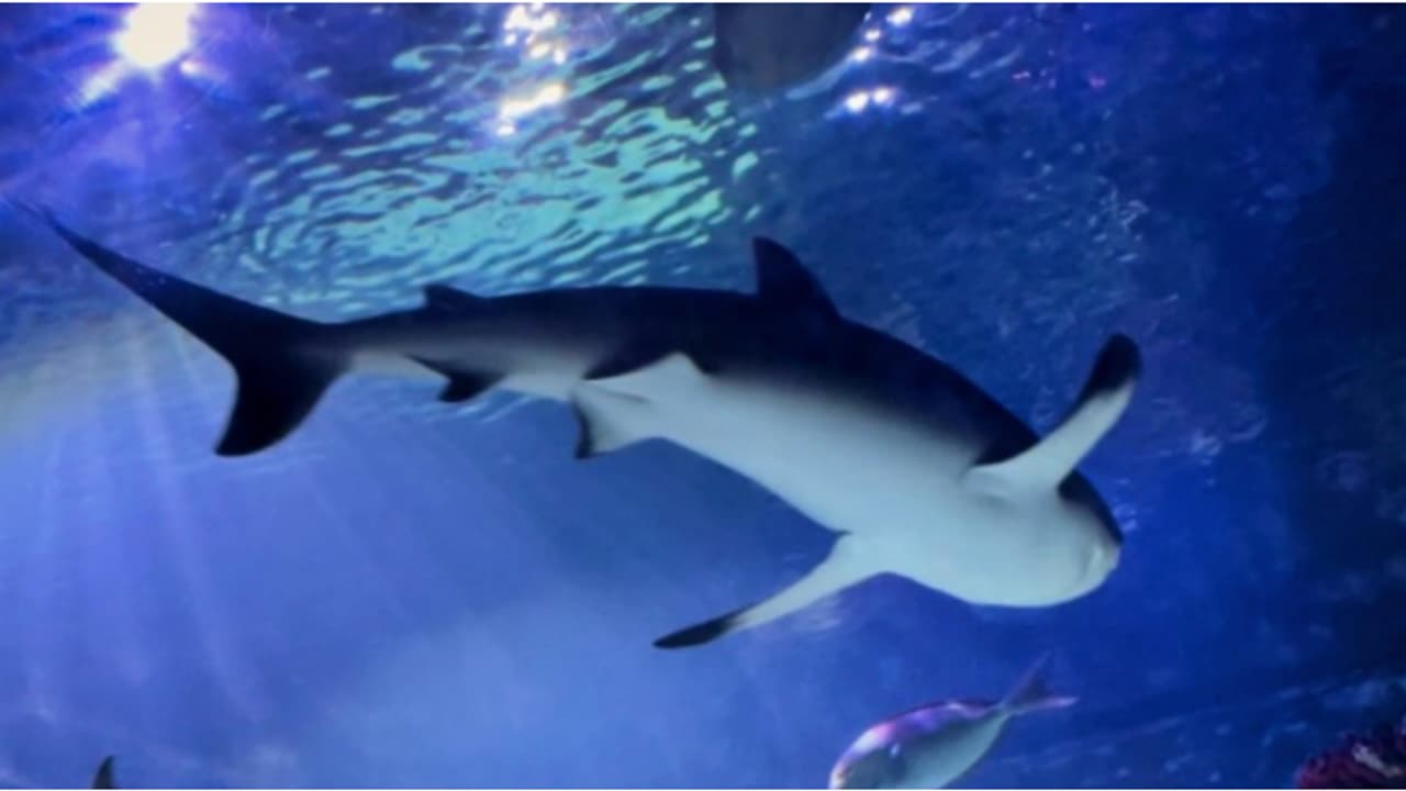 'അച്ഛനില്ല, അമ്മമാർ മാത്രം', ഗവേഷകരെ അമ്പരപ്പിച്ച് സ്രാവിന്റെ 'വിർജിൻ ബർത്ത്', ഡിഎൻഎ പരിശോധനയ്ക്ക് അധികൃതർ 'അച്ഛനില്ല, അമ്മമാർ മാത്രം', ഗവേഷകരെ അമ്പരപ്പിച്ച് സ്രാവിന്റെ 'വിർജിൻ ബർത്ത്', ഡിഎൻഎ പരിശോധനയ്ക്ക് അധികൃതർ