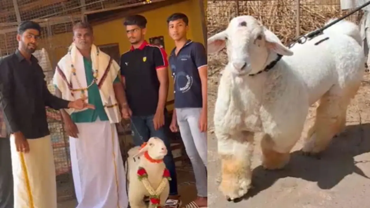 ಬಂಡೂರು ಟಗರು ₹1.48 ಲಕ್ಷಕ್ಕೆ ಮಾರಾಟ! ಬಂಡೂರು ಟಗರು ₹1.48 ಲಕ್ಷಕ್ಕೆ ಮಾರಾಟ!