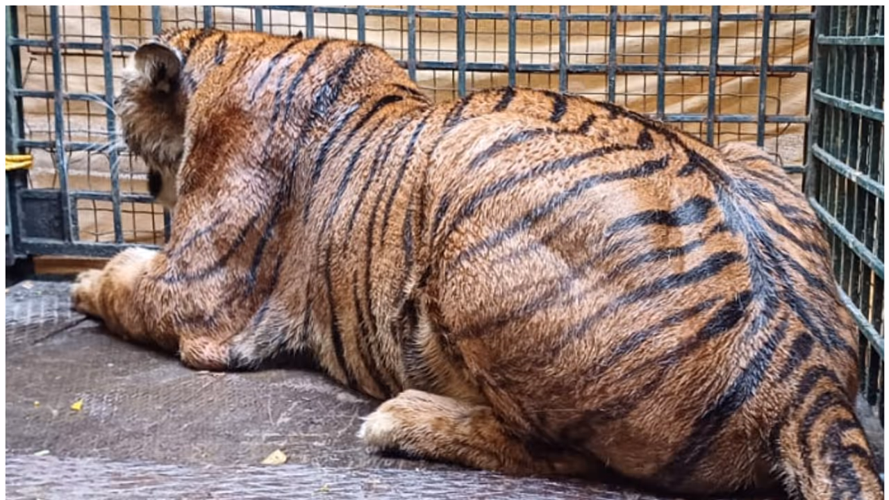 ಅಮ್ಮ ಬೈತಾರೆ ಬಿಡು, ಟಿ ಶರ್ಟ್ ಕಚ್ಚಿದ ಮೃಗಾಲಯದಲ್ಲಿ ಹುಲಿ ಬಳಿ ಅಂಗಲಾಚಿದ ಬಾಲಕ ಅಮ್ಮ ಬೈತಾರೆ ಬಿಡು, ಟಿ ಶರ್ಟ್ ಕಚ್ಚಿದ ಮೃಗಾಲಯದಲ್ಲಿ ಹುಲಿ ಬಳಿ ಅಂಗಲಾಚಿದ ಬಾಲಕ