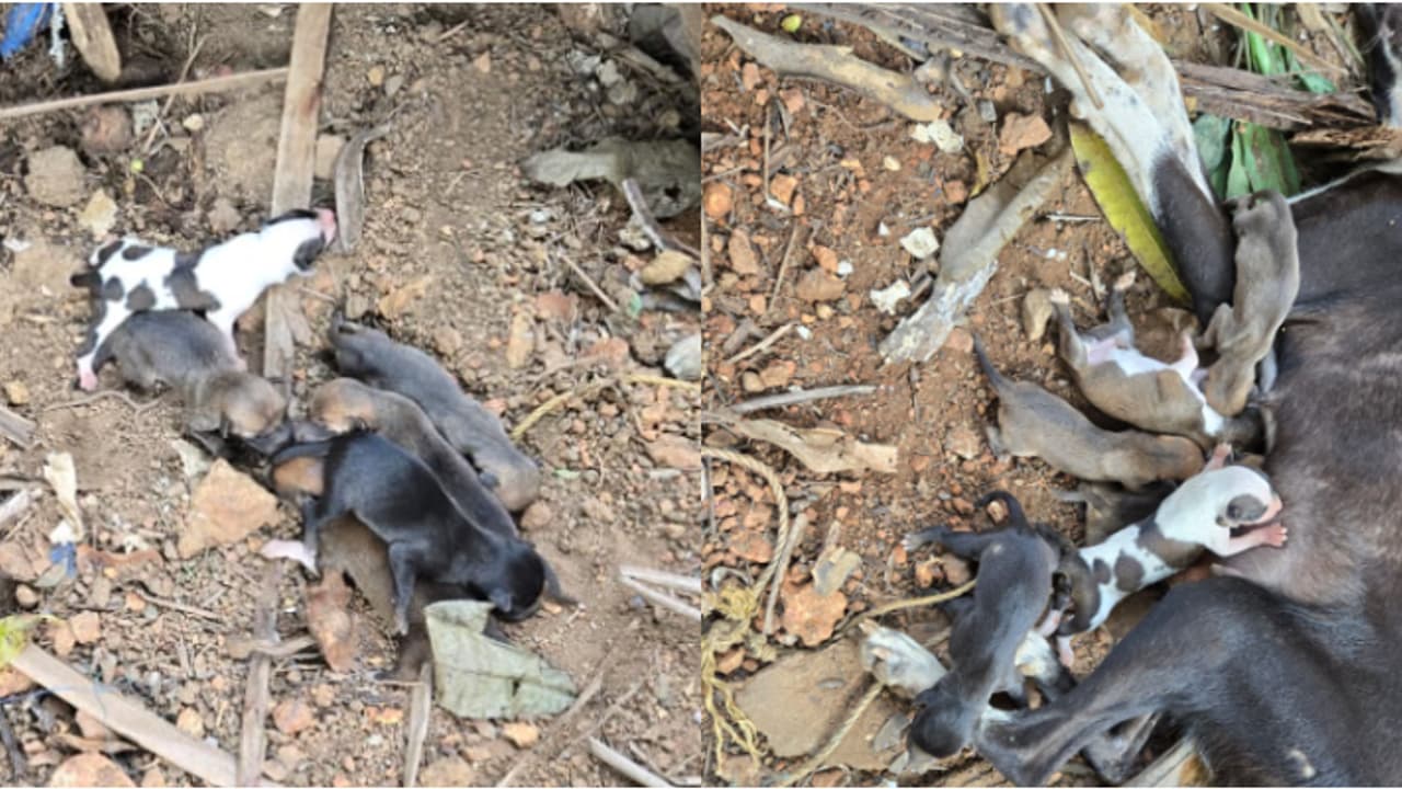 'മൂര്ഖന്റെ കടിയേറ്റതറിഞ്ഞില്ല, പാല് കുടിച്ച നായകുഞ്ഞുങ്ങളും പോയി' പാമ്പ് കടിയേറ്റ് 4 ജീവൻ പോയെന്ന് വീട്ടുകാർ 'മൂര്ഖന്റെ കടിയേറ്റതറിഞ്ഞില്ല, പാല് കുടിച്ച നായകുഞ്ഞുങ്ങളും പോയി' പാമ്പ് കടിയേറ്റ് 4 ജീവൻ പോയെന്ന് വീട്ടുകാർ