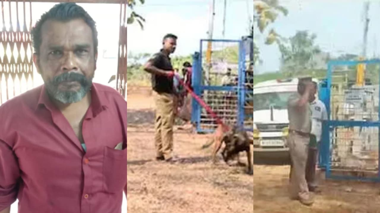 'കേടായ പന്നിയിറച്ചി, പായ തുറന്നപ്പോൾ മൃതദേഹം; മൂലമറ്റത്ത് കുപ്രസിദ്ധ ഗുണ്ടയുടെ കൊലപാതകം, 6 പേർ കൂടി അറസ്റ്റിൽ