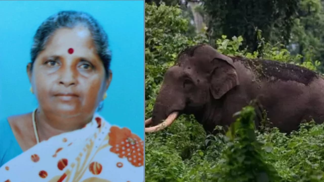 തോട്ടത്തിൽ നിന്നും പണി കഴിഞ്ഞു മടങ്ങവെ കാട്ടാന ആക്രമിച്ചു, തൊഴിലാളി സ്ത്രീക്ക് ലോവർ ക്യാമ്പിൽ ദാരുണാന്ത്യം