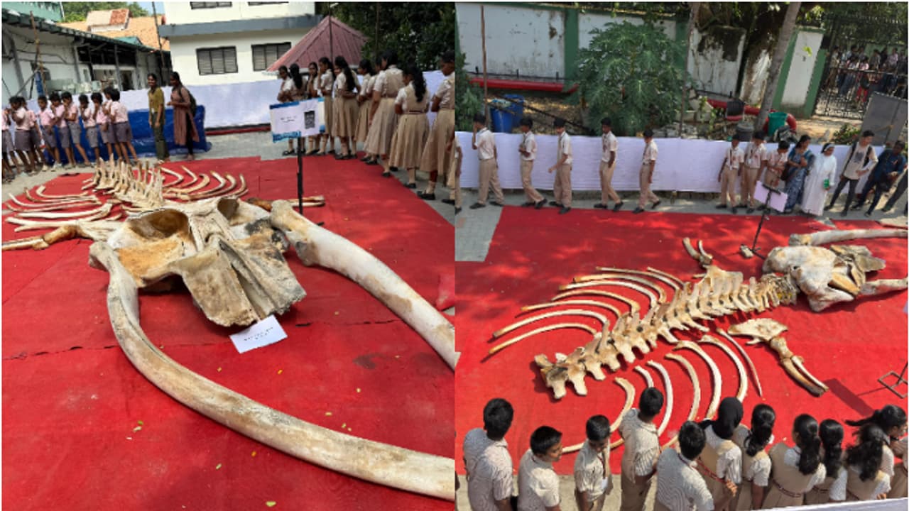 ചെമ്മീൻ, ഞണ്ട്, കൂന്തൽ, നീരാളി, ഭീമൻ തിമിംഗലത്തിന്റെ അസ്ഥികൂടം.. കടലാഴങ്ങളിലെ വിസ്മയ കാഴ്ചകളുമായി സിഎംഎഫ്ആർഐ