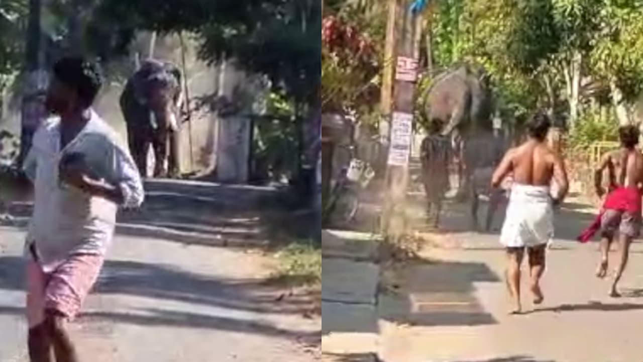  തൃശ്ശൂരിൽ ആനയിടഞ്ഞു; രണ്ട് പേരെ കുത്തി, ഒരാൾ മരിച്ചു; പരുക്കേറ്റ പാപ്പാൻ്റെ നില ഗുരുതരം; ആനയെ തളച്ചു