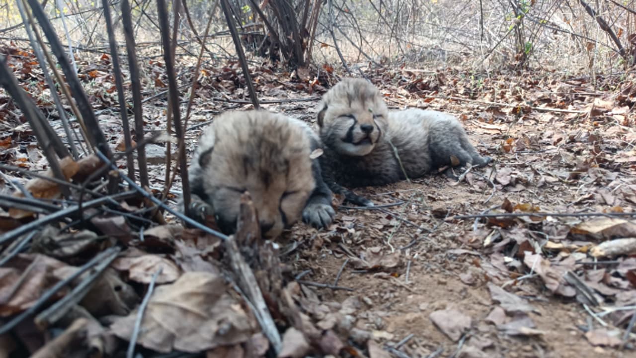 Cheetah family in India grows to 26 after birth of two cubs at Kuno National Park (WATCH)
