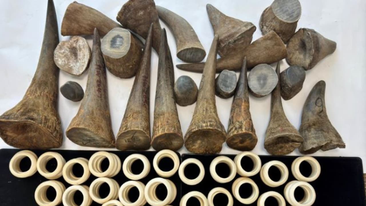 വിമാനത്താവളത്തിൽ എത്തിയ യാത്രക്കാരനെ പരിശോധിച്ചു; പിടികൂടിയത് ആനക്കൊമ്പും കാണ്ടാമൃഗത്തിന്റെ കൊമ്പുകളും വിമാനത്താവളത്തിൽ എത്തിയ യാത്രക്കാരനെ പരിശോധിച്ചു; പിടികൂടിയത് ആനക്കൊമ്പും കാണ്ടാമൃഗത്തിന്റെ കൊമ്പുകളും