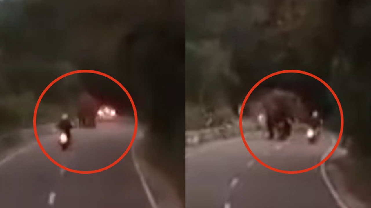 யானை நிற்பது தெரிந்தும் அசால்டாக சென்ற ஜெர்மனி சுற்றுலா பயணி.! தூக்கி வீசியதில் துடிதுடித்து பலி யானை நிற்பது தெரிந்தும் அசால்டாக சென்ற ஜெர்மனி சுற்றுலா பயணி.! தூக்கி வீசியதில் துடிதுடித்து பலி