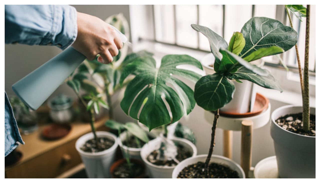 വേണം ഇൻഡോർ പ്ലാന്റുകൾക്ക് സംരക്ഷണം! 