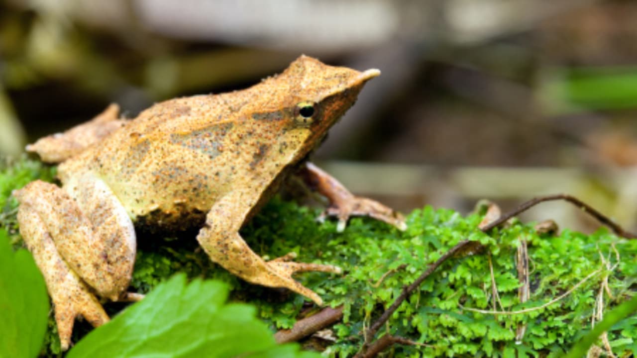 വില്ലനായി പൂപ്പൽബാധ, 11000 കിലോമീറ്റർ അകലേക്ക് മാറ്റിപ്പാർപ്പിച്ച 'തവളയച്ഛൻ' ജന്മം നൽകിയത് 33 കുഞ്ഞുങ്ങൾക്ക്
