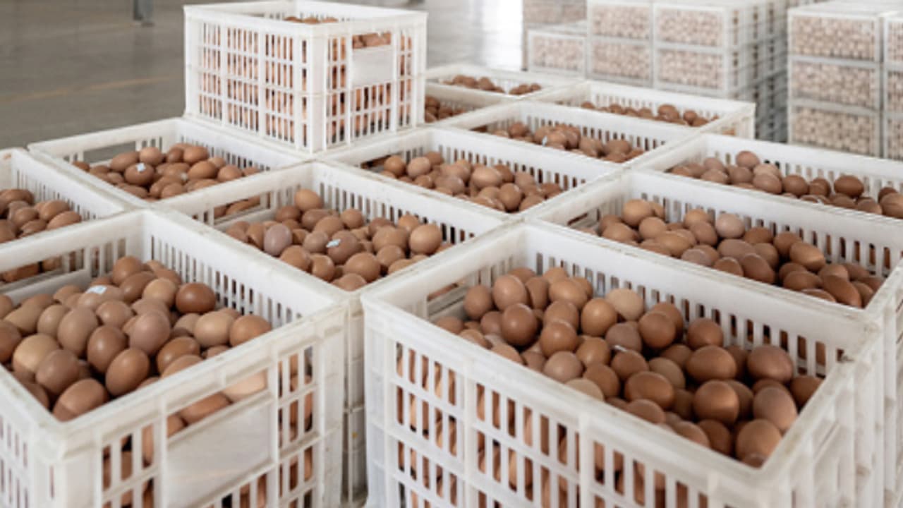 കുതിച്ചുയർന്ന് മുട്ടവില, അമേരിക്കയിൽ ട്രെക്ക് കൊള്ളയടിച്ച് അജ്ഞാതർ, കാണാതായത് 1 ലക്ഷം മുട്ടകൾ 