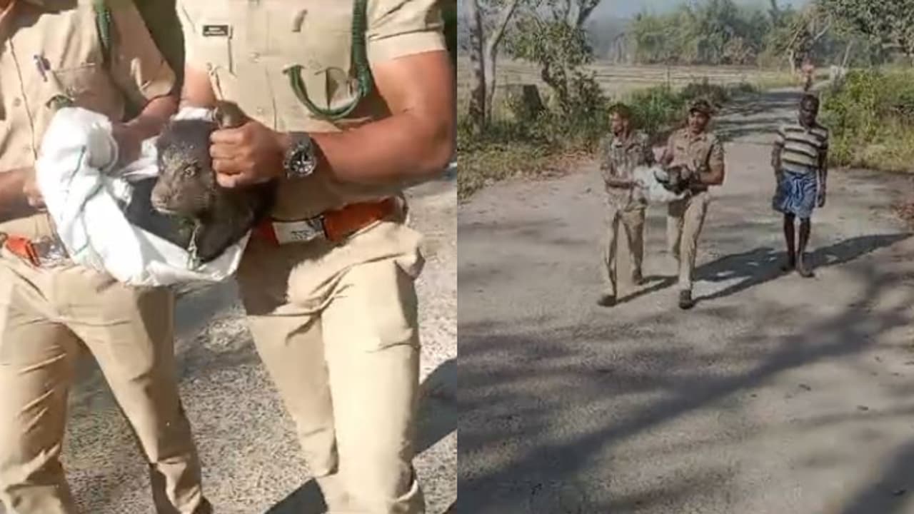 മന്മഥമൂലയിലെത്തിയത് കുഞ്ഞ് 'ഭീകരൻ', ചാക്കിൽ പൊതിഞ്ഞ് പിടികൂടി വനംവകുപ്പ് മന്മഥമൂലയിലെത്തിയത് കുഞ്ഞ് 'ഭീകരൻ', ചാക്കിൽ പൊതിഞ്ഞ് പിടികൂടി വനംവകുപ്പ്