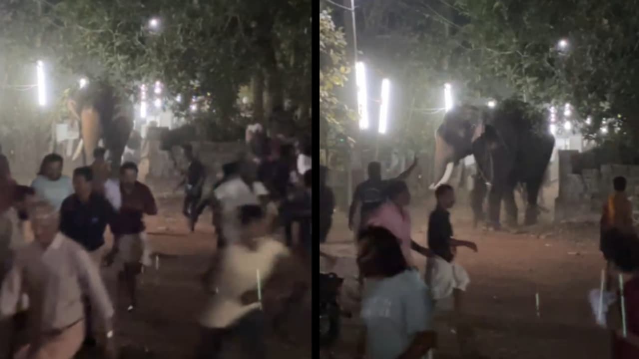 എരുമപ്പെട്ടിയിൽ ഭരണിവേല എഴുന്നള്ളിപ്പിനിടെ ആനയിടഞ്ഞു; ചിതറിയോടി ആളുകൾ, എലഫന്റ് സ്ക്വാഡെത്തി തളച്ചു എരുമപ്പെട്ടിയിൽ ഭരണിവേല എഴുന്നള്ളിപ്പിനിടെ ആനയിടഞ്ഞു; ചിതറിയോടി ആളുകൾ, എലഫന്റ് സ്ക്വാഡെത്തി തളച്ചു