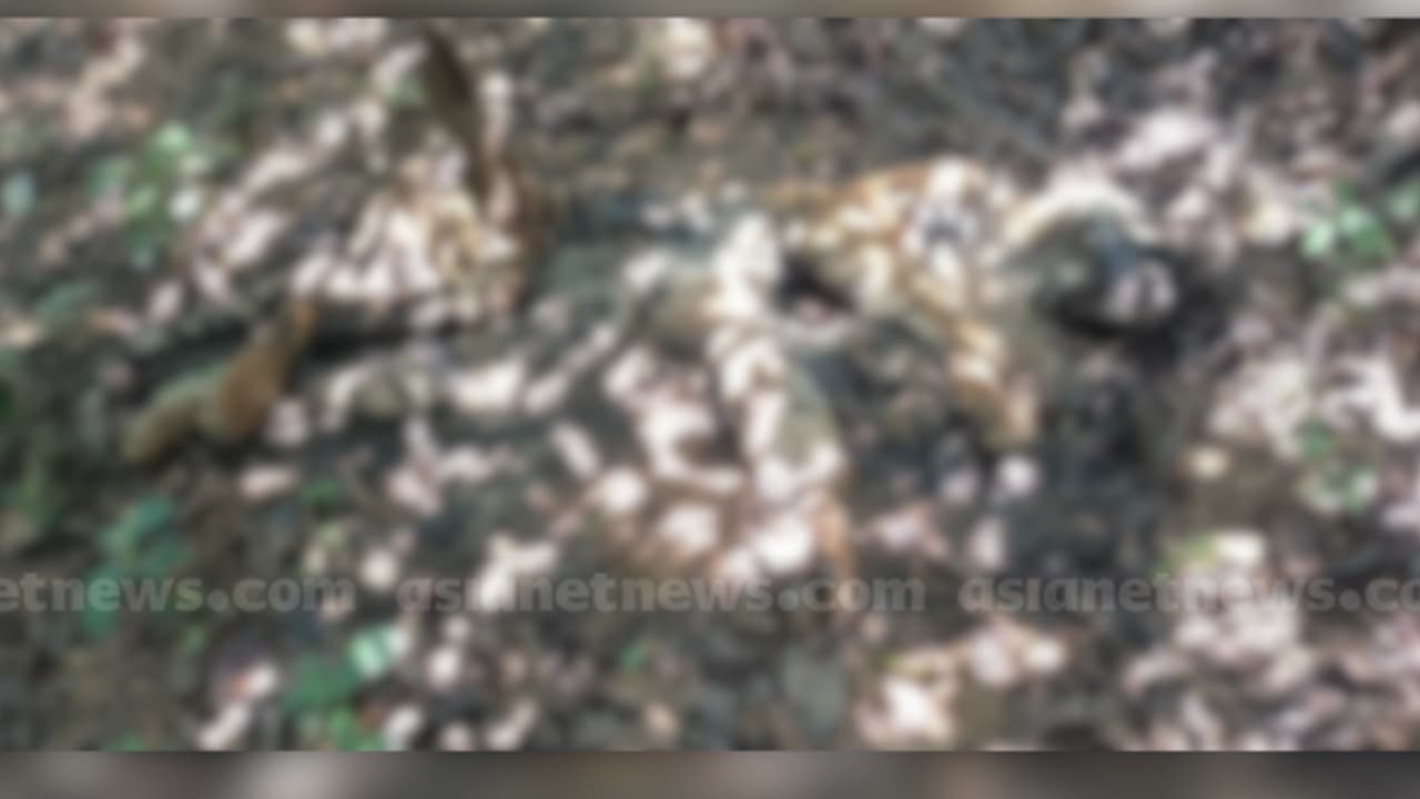 കണ്ടെത്തിയത് പട്രോളിംഗ് നടത്തിയ ഫോറസ്റ്റ് വാച്ചർമാർ; വയനാട് കുറിച്യാട് ഉൾവനത്തിനുള്ളിൽ ചത്ത നിലയിൽ 3 കടുവകൾ കണ്ടെത്തിയത് പട്രോളിംഗ് നടത്തിയ ഫോറസ്റ്റ് വാച്ചർമാർ; വയനാട് കുറിച്യാട് ഉൾവനത്തിനുള്ളിൽ ചത്ത നിലയിൽ 3 കടുവകൾ