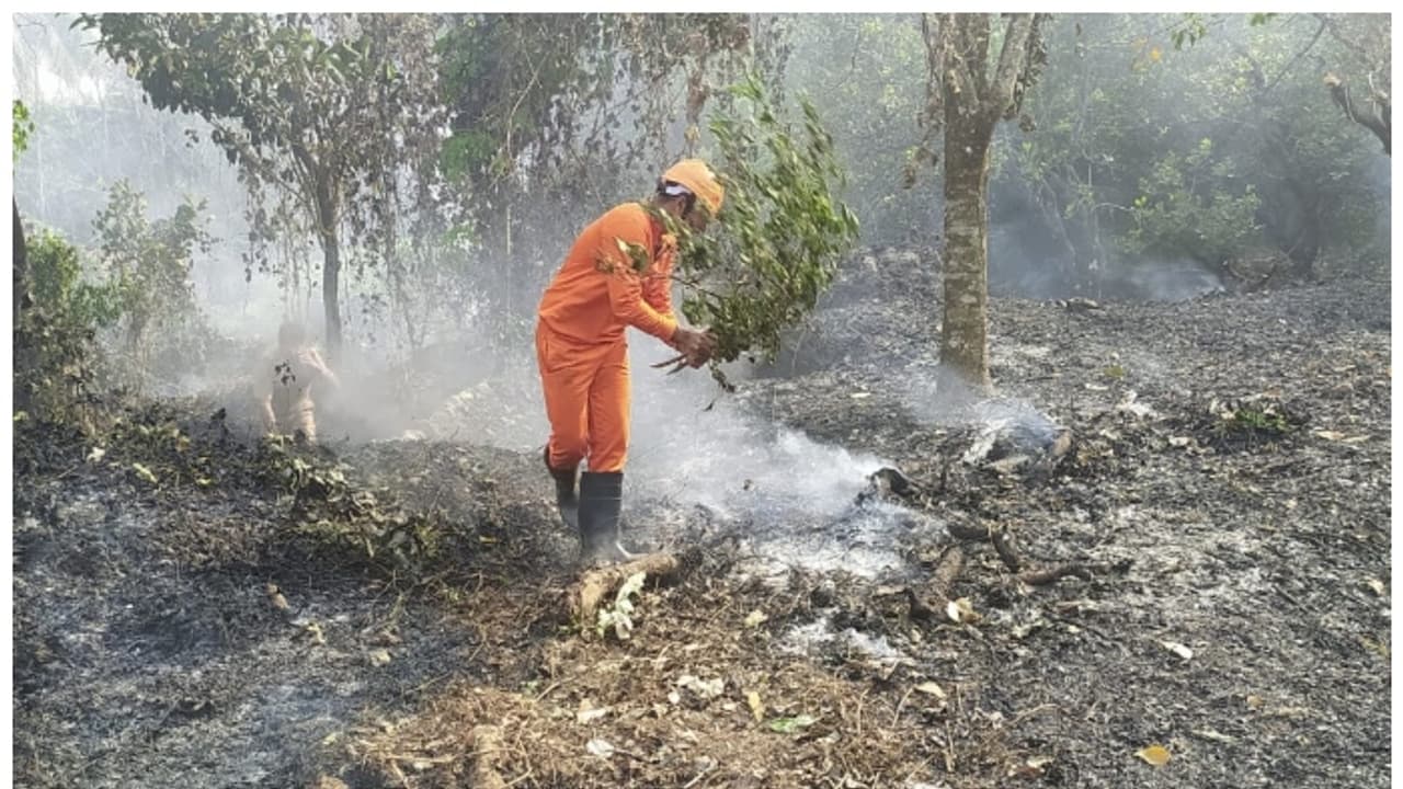 അടിക്കാടിന് തീയിട്ടത്തിന് പിന്നാലെ ആഞ്ഞടിച്ച് കാറ്റ്; കിട്ടിയത് എട്ടിന്റെ പണി, കശുമാവിന് തോട്ടം കത്തിനശിച്ചു അടിക്കാടിന് തീയിട്ടത്തിന് പിന്നാലെ ആഞ്ഞടിച്ച് കാറ്റ്; കിട്ടിയത് എട്ടിന്റെ പണി, കശുമാവിന് തോട്ടം കത്തിനശിച്ചു