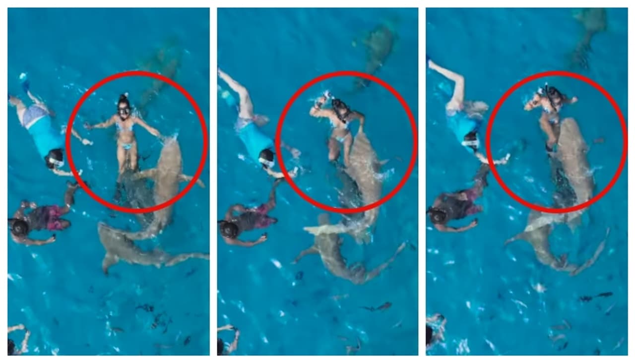 സ്രാവുകൾക്കൊപ്പം നീന്തുമ്പോൾ ഭാര്യയുടെ കൈ അറിയാതെ സ്രാവിന്‍റെ വായിലേക്ക്; വീഡിയോ പങ്കുവച്ച് ഭർത്താവ്