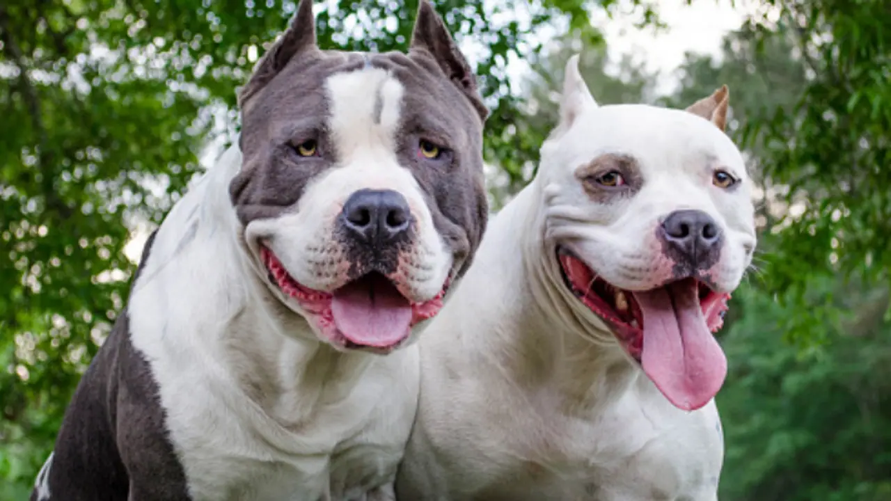 വളർത്തുമൃ​ഗങ്ങളുടെ പുനരധിവാസത്തിന് 79 ലക്ഷം;പ്രകൃതി ദുരന്തത്തിൽ അകപ്പെടുന്നവക്ക് കോട്ടത്തറയിൽ സംരക്ഷണ കേന്ദ്രം