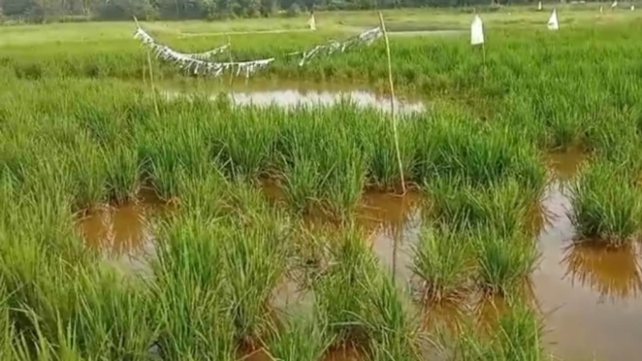 നീലക്കോഴികളെ കൊണ്ട് പൊറുതിമുട്ടി കർഷകർ; പകൽ മുഴുവൻ കാവൽ നിന്ന് ഓടിച്ചാലും സന്ധ്യയാവുമ്പോൾ വീണ്ടുമെത്തും