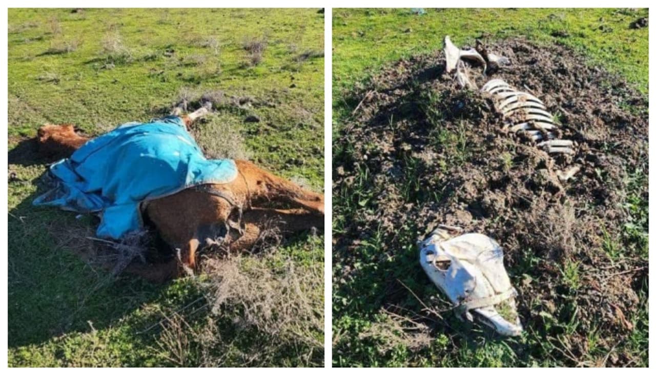 പറമ്പിന്റെ പല ഭാഗത്തായി ചത്ത് കിടന്നത് 27 കുതിരകൾ; പരാതി, അന്വേഷണം, ഒടുവില് ഉടമയായ 67 കാരി അറസ്റ്റില് പറമ്പിന്റെ പല ഭാഗത്തായി ചത്ത് കിടന്നത് 27 കുതിരകൾ; പരാതി, അന്വേഷണം, ഒടുവില് ഉടമയായ 67 കാരി അറസ്റ്റില്