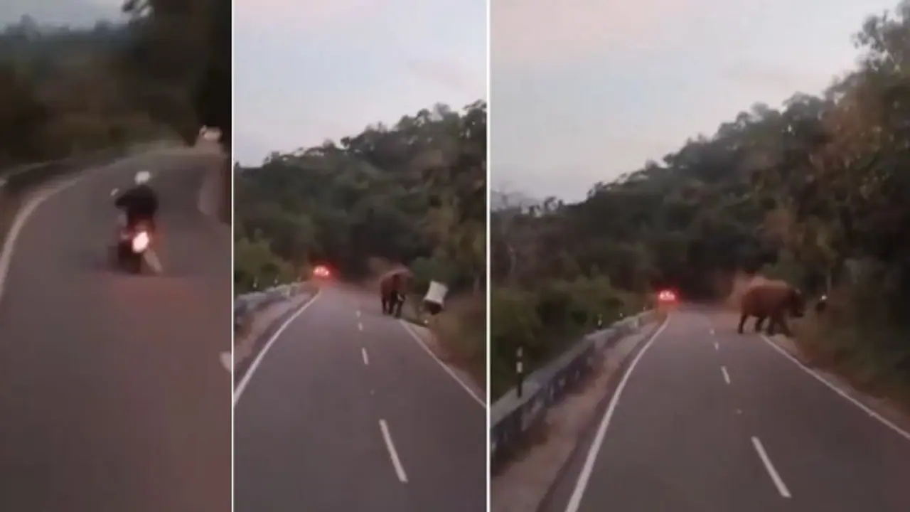 Tamil Nadu: 77 year old German tourist killed by Wild Elephant after ignoring warnings in Valparai (WATCH)