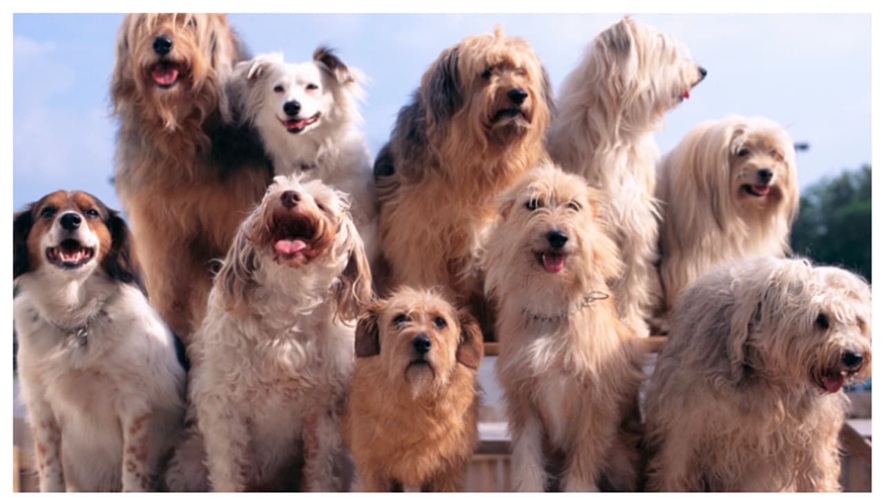 വീട്ടിൽ ഒന്നിലധികം വളർത്തുമൃഗങ്ങൾ ഉള്ളവരാണോ നിങ്ങൾ? എന്നാൽ ഇതൊക്കെ ശ്രദ്ധിച്ചിരിക്കണം 