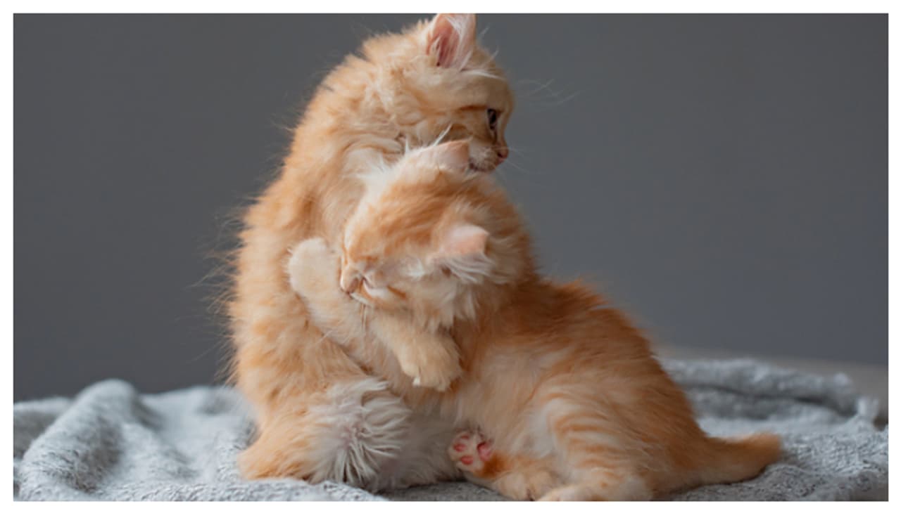 വളർത്ത് പൂച്ചയ്ക്ക് വാക്സിൻ എടുത്തില്ലേ? എങ്കിൽ സൂക്ഷിക്കണം വളർത്ത് പൂച്ചയ്ക്ക് വാക്സിൻ എടുത്തില്ലേ? എങ്കിൽ സൂക്ഷിക്കണം