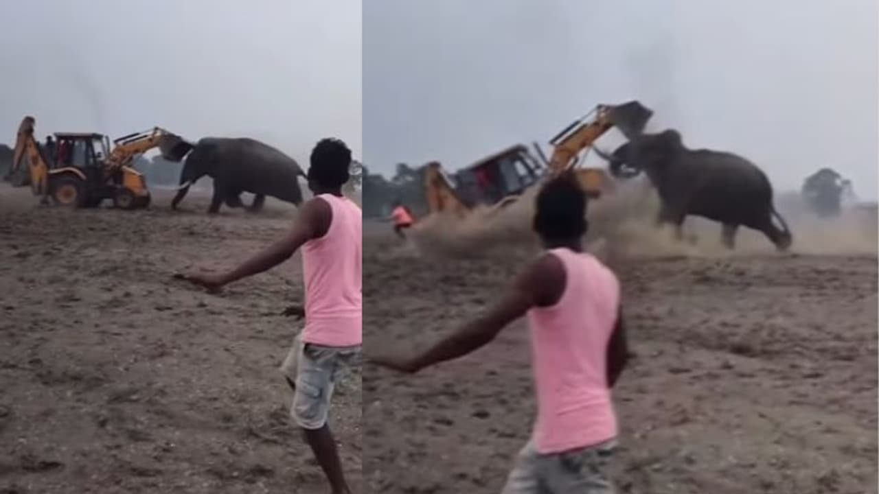 ಕಾಡಿನಿಂದ ಬಂದ ಆನೆ ಓಡಿಸಲು ಬಂದ ಜೆಸಿಬಿಗೆ ಗುದ್ದಿದ ಮದಗಜ; ಮುಂದೇನಾಯ್ತು? ವಿಡಿಯೋ ವೈರಲ್