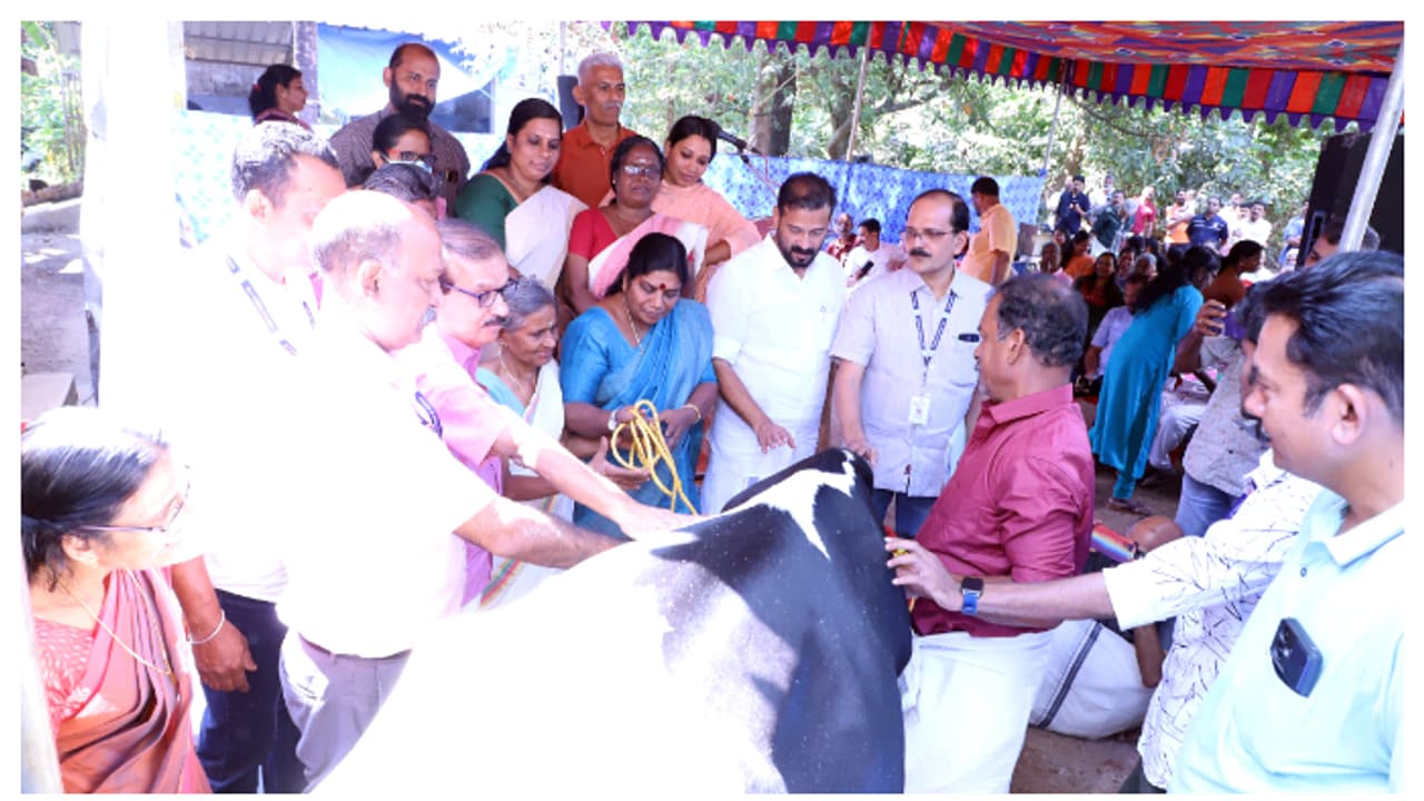 ബ്ലൂമിയ എന്ന വേനല് പുല്ല് അമിതമായി ഭക്ഷിച്ചു, രവിയുടെ 5 പശുക്കൾ ചത്തു, പകരം രണ്ട് പശുക്കളെ നൽകി സർക്കാർ ബ്ലൂമിയ എന്ന വേനല് പുല്ല് അമിതമായി ഭക്ഷിച്ചു, രവിയുടെ 5 പശുക്കൾ ചത്തു, പകരം രണ്ട് പശുക്കളെ നൽകി സർക്കാർ