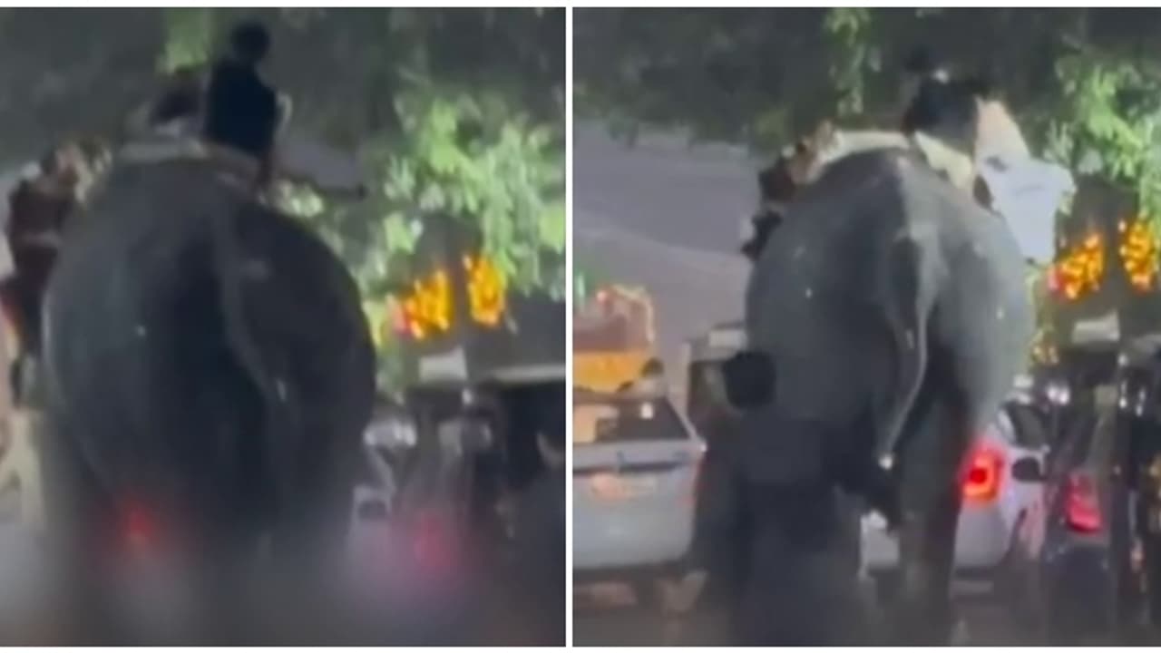 കൂറ്റനാട് നേർച്ചക്കിടെ ആന ഇടഞ്ഞു, പാപ്പാനെ കുത്തിക്കൊന്നു കൂറ്റനാട് നേർച്ചക്കിടെ ആന ഇടഞ്ഞു, പാപ്പാനെ കുത്തിക്കൊന്നു