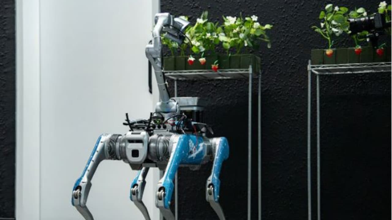 ഇക്കാര്യത്തിൽ ഇവർ മനുഷ്യനെ വെല്ലും, യുഎഇയിലെ സ്ട്രോബറി പാടങ്ങൾ കൈയടക്കാൻ എഐ റോബോട്ടുകൾ ഇക്കാര്യത്തിൽ ഇവർ മനുഷ്യനെ വെല്ലും, യുഎഇയിലെ സ്ട്രോബറി പാടങ്ങൾ കൈയടക്കാൻ എഐ റോബോട്ടുകൾ