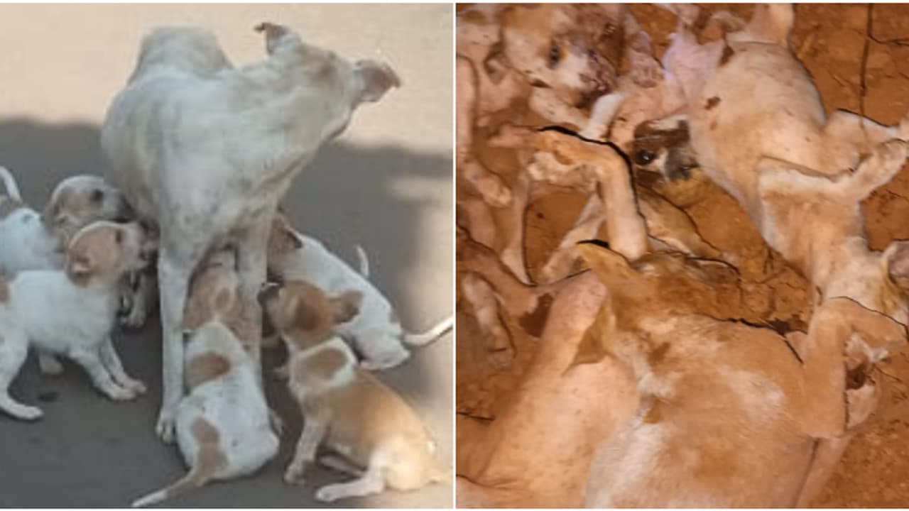 അതിക്രൂരം; തെരുവുനായയേയും ആറ് കുഞ്ഞുങ്ങളേയും കമ്പിപ്പാരകൊണ്ട് അടിച്ചുകൊന്നു കുഴിച്ചിട്ടു, കേസെടുത്ത് പൊലീസ്