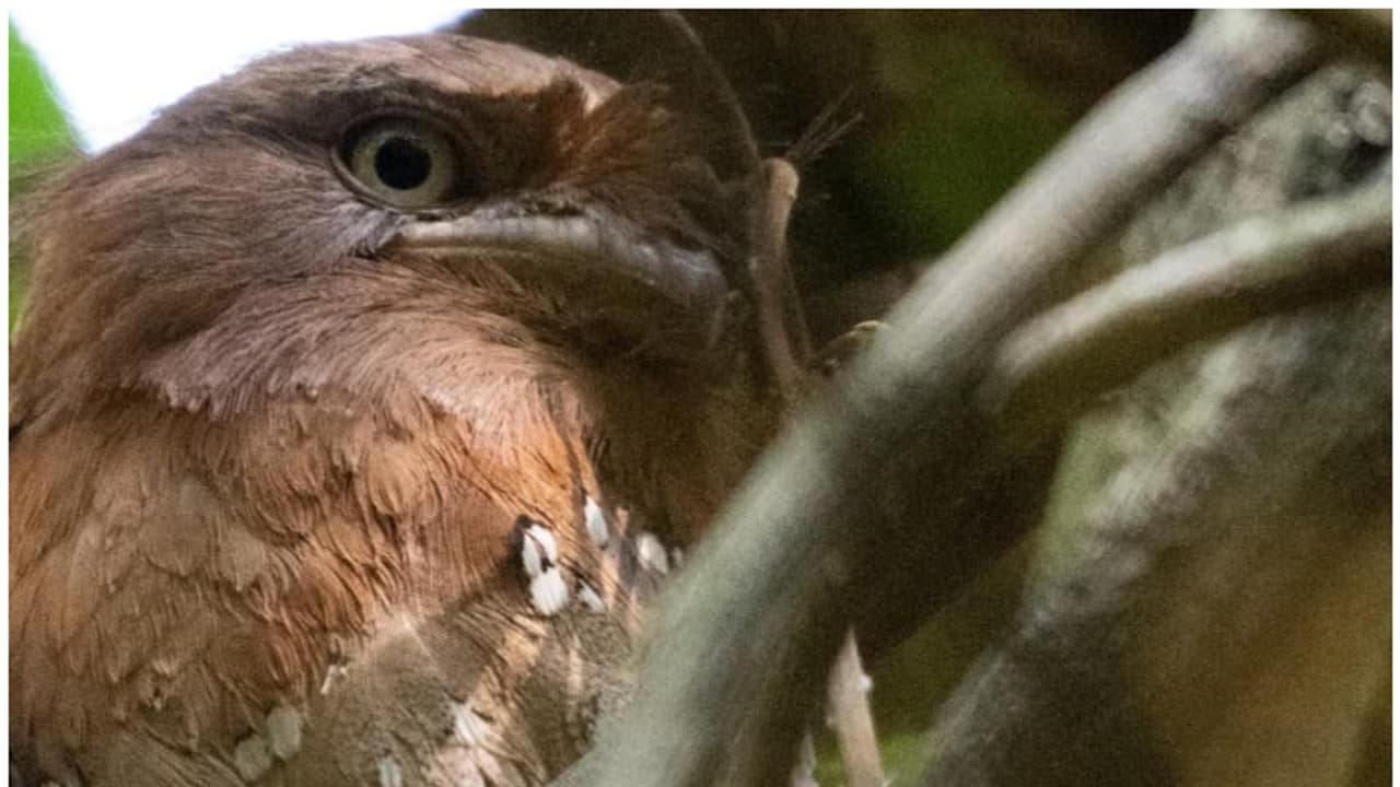 പുതിയ നാല് ഇനത്തെ കൂടെ പെരിയാര്‍ കടുവാ സങ്കേതത്തില്‍ കണ്ടെത്തി; പക്ഷി സര്‍വേ പൂര്‍ത്തിയായി