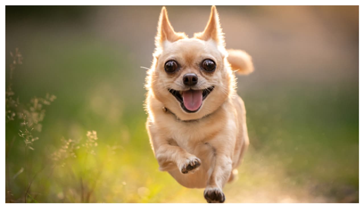 നായ്ക്കളുടെ വികാരങ്ങൾ മനസിലാക്കാന് മനുഷ്യന് കഴിയില്ലെന്ന് പഠനം നായ്ക്കളുടെ വികാരങ്ങൾ മനസിലാക്കാന് മനുഷ്യന് കഴിയില്ലെന്ന് പഠനം