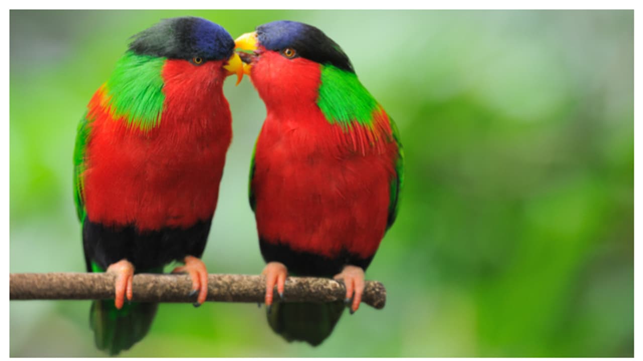 ലവ് ബേർഡ്സിനെ വളർത്തുന്നുണ്ടോ? എങ്കിൽ ശ്രദ്ധിക്കണേ 